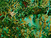Lichen